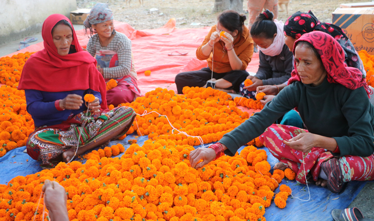 Photo of तिहारलाई सयपत्री फूलको माला (फोटोफिचर सहित)