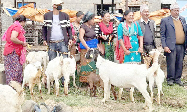 Photo of कृषकलाई बाख्रा