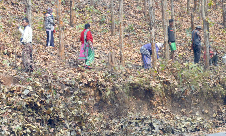 Photo of वन व्यवस्थापनमा जुटेका उपभोक्ता