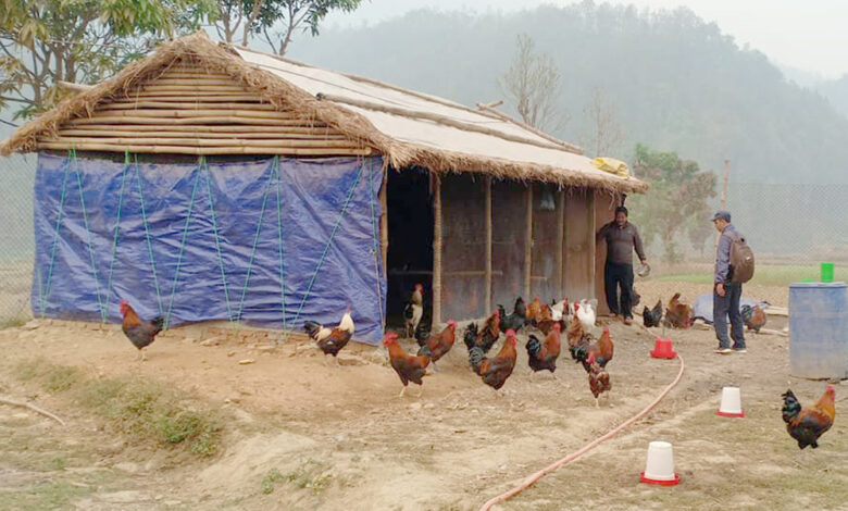 Photo of बलबहादुरको व्यावसायिक कुखुरापालन