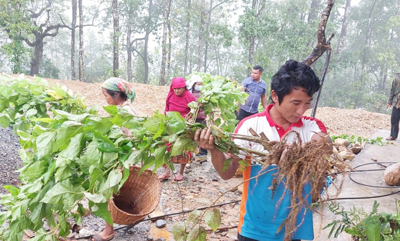 Photo of बाख्रा पालक कृषकलाई घाँसको विरुवा