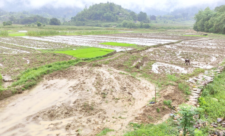 Photo of रोपाइको तयारी