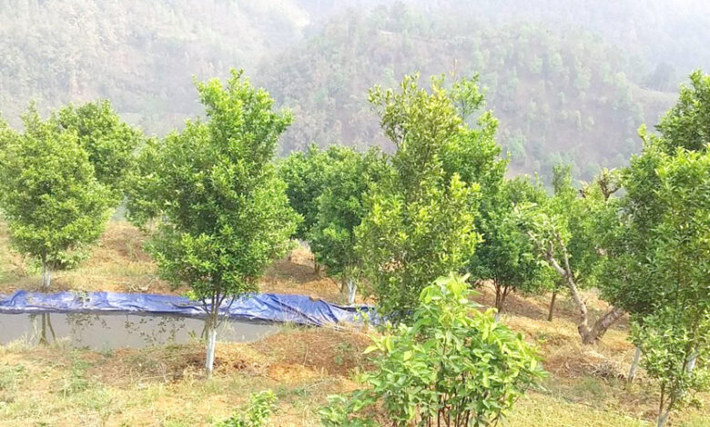 Photo of सुन्तला खेतीको पकेट कार्यक्रम