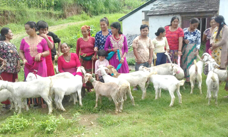 Photo of आयआर्जनका लागि उन्नतजातका बाख्रा वितरण