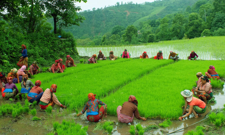 Photo of तनहुँको भानु-१३ मिर्लुङमा रोपाइँको रमाईलो ! हेर्नुस् तस्बिरमा