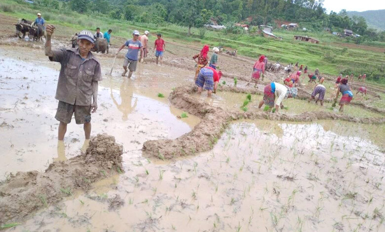 Photo of कोरोना कहरका बीच कृषकलाई रोपाईको चटारो