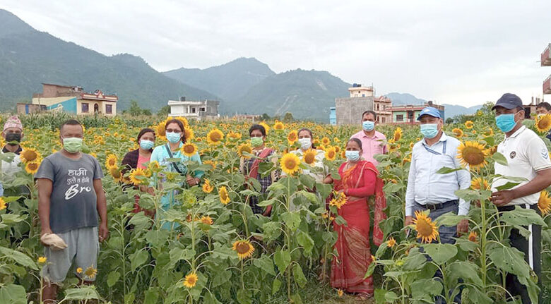Photo of सूर्यमुखीको अनुगमन