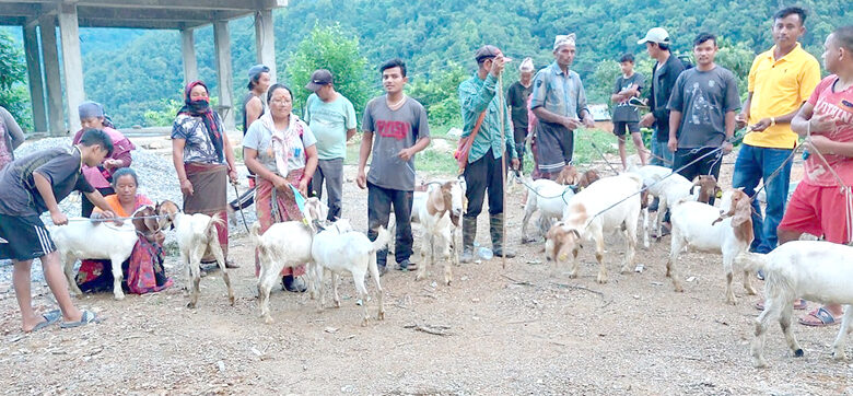 Photo of कृषकलाई पाठी र प्रजनन् बोका