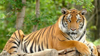 Photo of विश्व बाघ दिवस : बाघको सङ्ख्या बढेर तेब्बर, व्यवस्थापनमा चुनौती