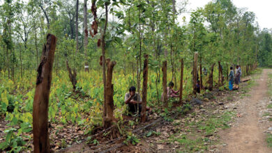 Photo of अझै हुन सकेन ‘हरियो वन, नेपालको धन’