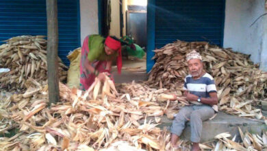 Photo of मकै थन्काउँदै