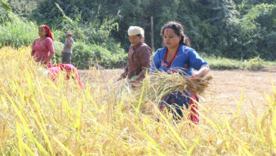 Photo of धान काट्दै महिला