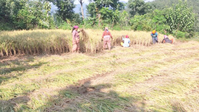 Photo of भोकमरीबाट बच्न वैकल्पिक खेती