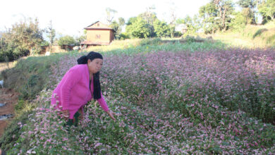 Photo of फापरबाली उठाउँदै महिला