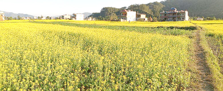 Photo of तोरी फुल्यो पहेलै