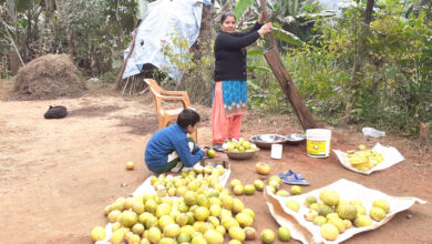 Photo of निबुवा निचारेर अमिलो