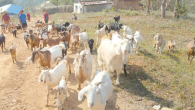 Photo of तनहुँका युवाहरु व्यवसायिक पशुपंक्षीपालनमा आकर्षित, दूध, मासु र अण्डामा आत्मनिर्भर
