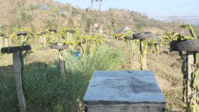 Photo of ड्र्‍यागन खेती