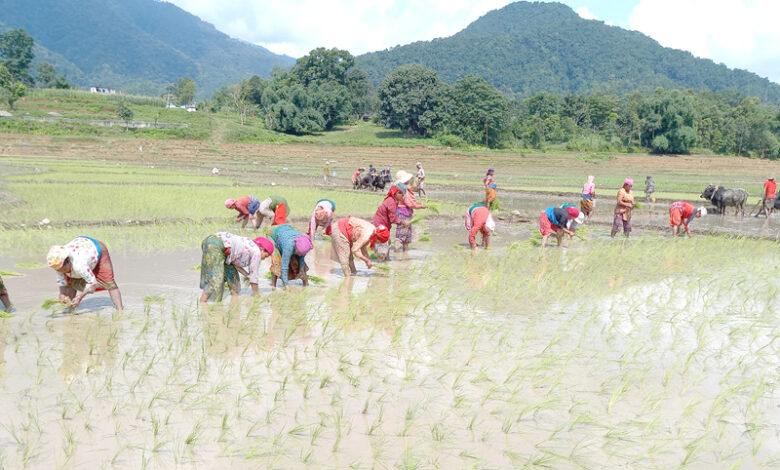 Photo of किसानलाई रोपाईको चटारो