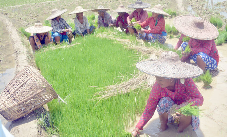 Photo of धानको बीउ उखेल्दै किसान