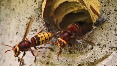 Photo of अरिङ्गालले चिल्दा एकजनाको मृत्यु