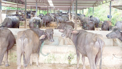 Photo of व्यवसायिक भैसी पालन