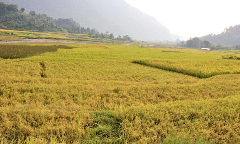 Photo of कलेस्ती फाँटमा धान पाक्यो (फोटोफिचर)
