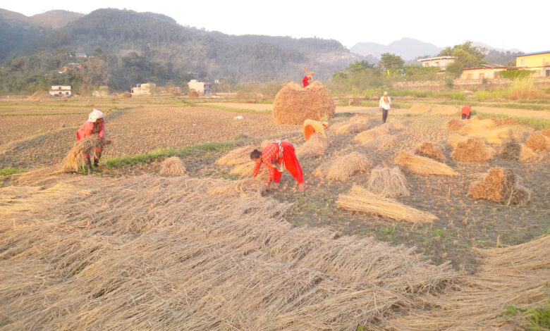Photo of धान थन्काउने चटारो