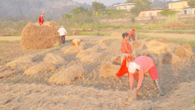Photo of धानको उत्पादन वृद्धि : चामल आयात घट्यो