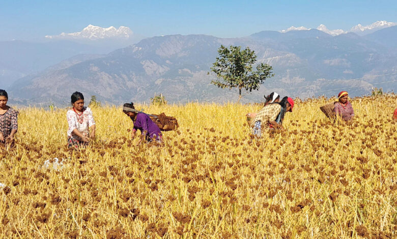 Photo of कोदो टिप्दै किसान