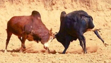 Photo of माघे सक्रान्तीको अवसरमा बन्दिपुरको कुकुर्दिमा गोरु जुधाइने