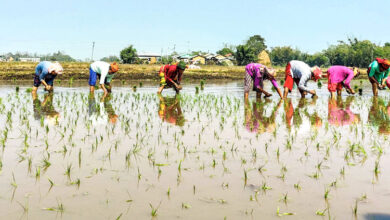Photo of चैते धान रोपाई