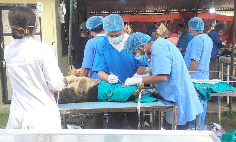 Photo of सामुदायिक कुकुरको बन्ध्याकरण