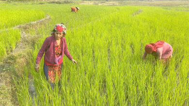 Photo of चैते धान गोड्दै