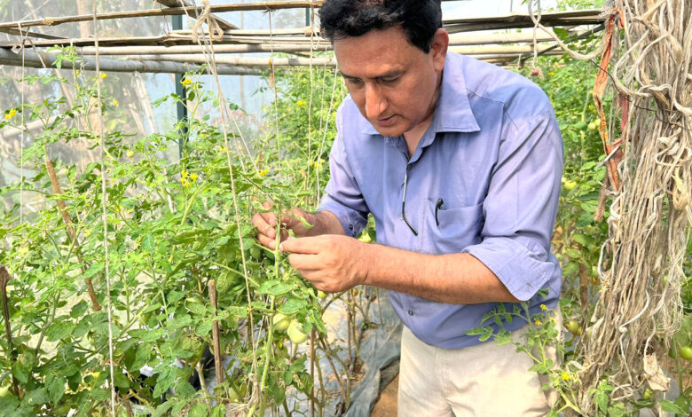 Photo of गोलभेंडाको पात खाने कीराको प्रकोप