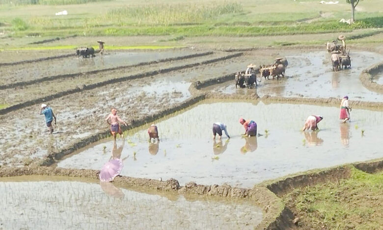 Photo of धान रोपाई सुरु भयो