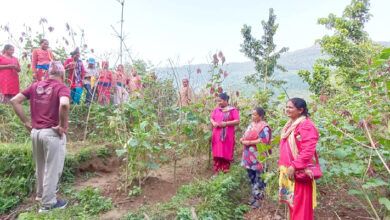 Photo of व्यवसायिक काँक्रौ खेती
