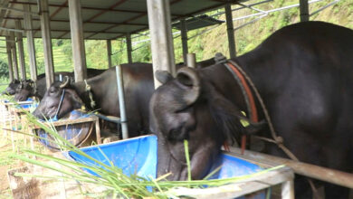 Photo of गण्डकी प्रदेशमा गाईभैंसी कल्याण मापदण्ड कार्यान्वयन गरिंदै