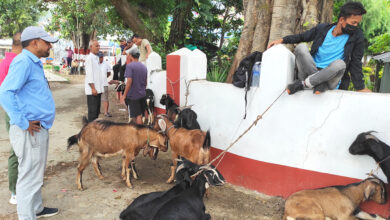 Photo of गाउँका खसीबोका बजारमा