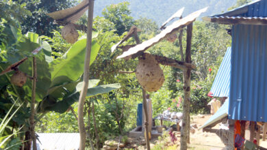 Photo of अरिङगाल पालन