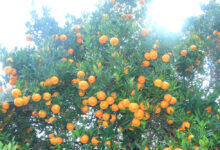 Photo of ७३ करोडको आलु र सुन्तला बिक्री