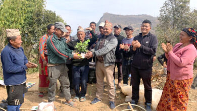 Photo of वेमौसमी लहरेवालीका विरुवा वितरण