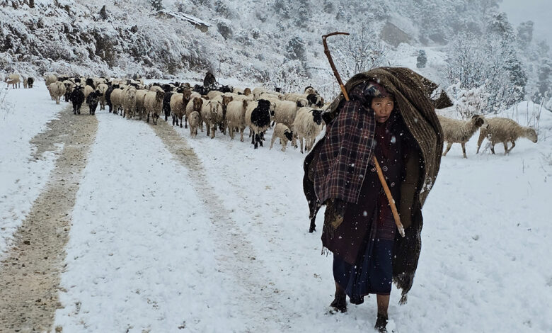 Photo of हिमपातका कारण भेडीगोठ सार्दै