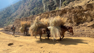 Photo of गाउँमा मोटर गुड्न थालेपछि घाँस र मल बोक्छन् खच्चड