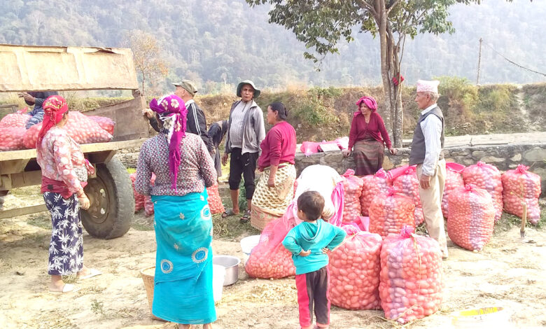 Photo of सहकारी मार्फत आलुखेती