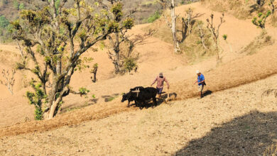 Photo of मकैको वीऊ छर्दै