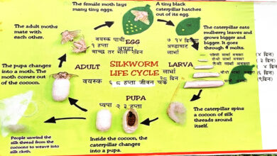 Photo of रेशम किराको जीवनचक्र