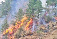 Photo of मनसुन पूर्वको वर्षाले घटायो वन डढेलो