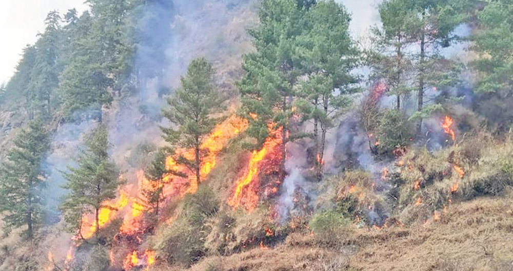 Photo of मनसुन पूर्वको वर्षाले घटायो वन डढेलो