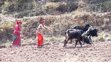 Photo of मकै छर्दै झेल्नेटाका महिला